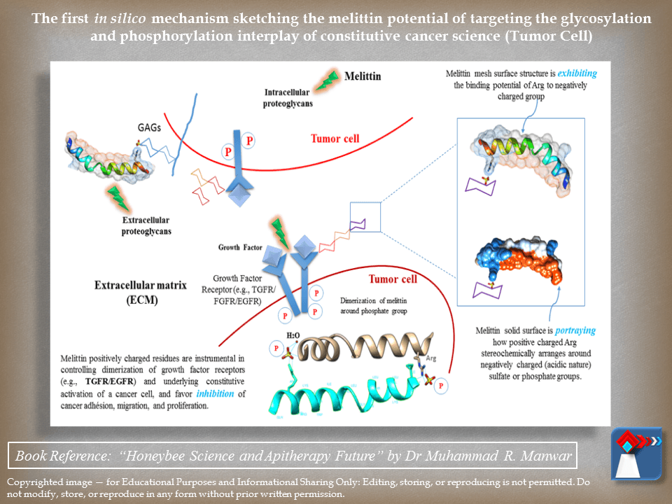 The first in silico mechanism sketching the melittin potential of targeting the glycosylation and phosphorylation interplay of constitutive cancer science (Tumor Cell)